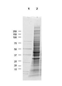 Coomassie stained SDS-PAGE of 30 μg of Human Derived A549 Whole Cell Lysate (Ready-to-Use) resolved in a 4-20% gradient gel under non-reducing conditions (lane 2). Molecular weight standards are shown in lane 1.
